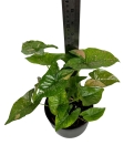 Syngonium Pink Splash - L