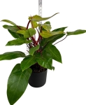 Philodendron Painted Lady - L
