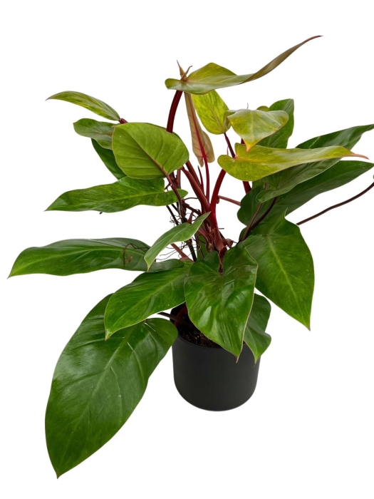 Philodendron Painted Lady - L