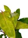 Philodendron Painted Lady - L