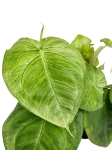 Syngonium macrophyllum Frosted Heart - M