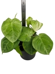 Syngonium macrophyllum Frosted Heart - M