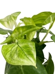 Syngonium macrophyllum Frosted Heart - M