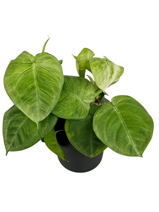 Syngonium macrophyllum Frosted Heart - M