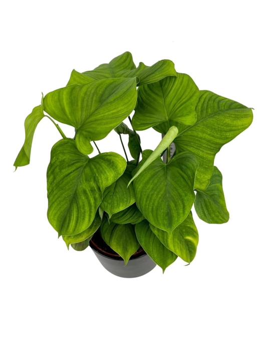 Philodendron fibraecataphyllum - L