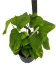 Philodendron fibraecataphyllum - L