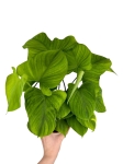 Philodendron fibraecataphyllum - L