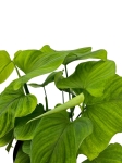 Philodendron fibraecataphyllum - L