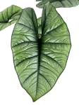 Alocasia Platinum