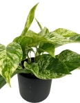 Epipremnum Marble Queen M