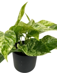 Epipremnum Marble Queen - M