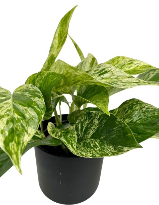 Epipremnum Marble Queen M