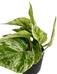 Epipremnum Marble Queen M