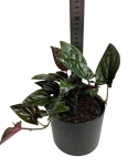 Syngonium erythrophyllum M