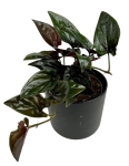 Syngonium erythrophyllum M
