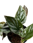 Syngonium erythrophyllum M