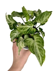 Syngonium Starlite