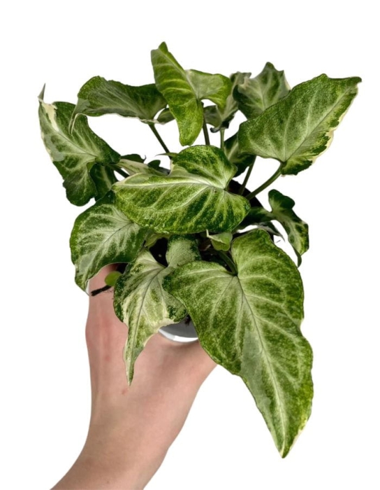 Syngonium Starlite