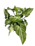 Syngonium Starlite