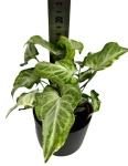 Syngonium Starlite M