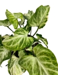 Syngonium Starlite M