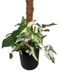Syngonium Emerald Gem L na paliku