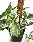 Syngonium Emerald Gem L na paliku