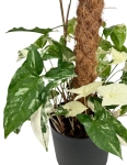 Syngonium Emerald Gem L na paliku