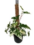 Syngonium Emerald Gem L na paliku