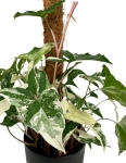 Syngonium Emerald Gem L na paliku
