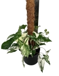 Syngonium Emerald Gem L na paliku