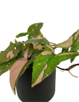 Syngonium Red spot - M