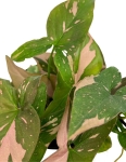 Syngonium Red spot - M