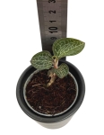 Storczyk Anoectochilus formosanus