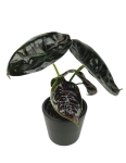 Alocasia Azlanii - S