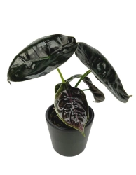 Alocasia Azlanii - S