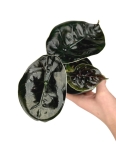 Alocasia Azlanii - S