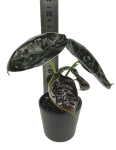 Alocasia Azlanii - S