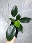Philodendron Green Princess - M