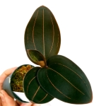 Ludisia discolor var. dawsionana 