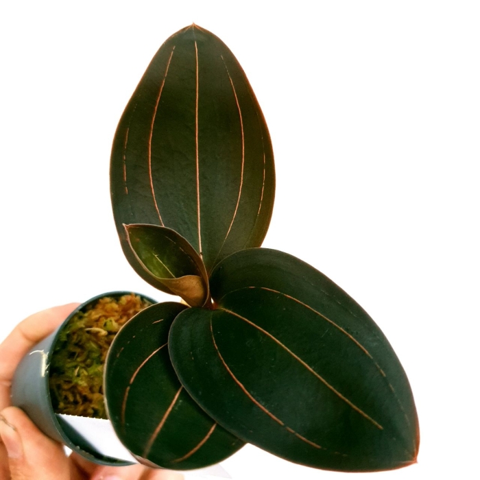 Ludisia discolor var. dawsionana 