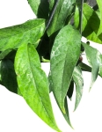 Epipremnum pinnatum blue form
