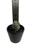 Crassula 'Ivory Pagoda'