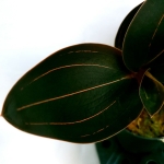 Ludisia discolor var. dawsionana 