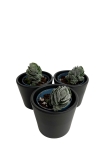 Crassula 'Ivory Pagoda'
