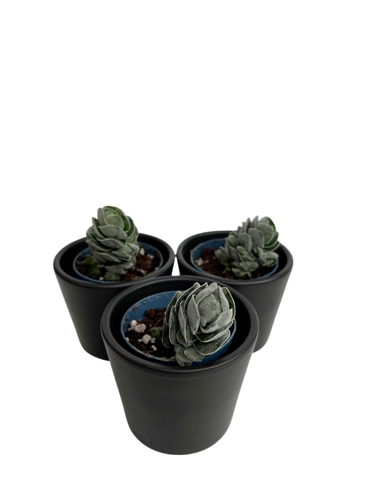 Crassula 'Ivory Pagoda'