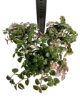 Tradescantia Tricolor 'rose mini'