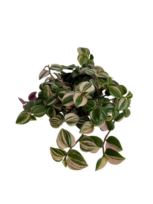 Tradescantia Tricolor 'rose mini'