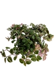 Tradescantia Tricolor 'rose mini'
