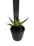 Sansevieria Francisii - S